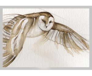 Barn Owl - Original was sold recently. Prints are also available